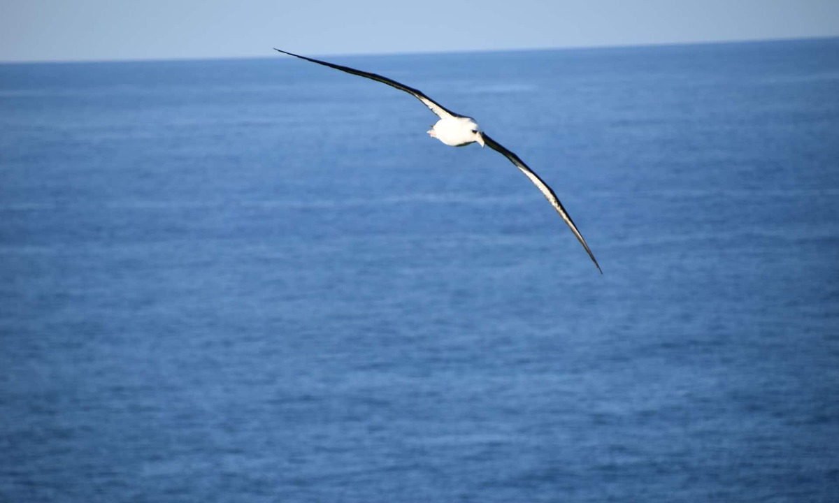 Princeville Condo | Mesmerizing ocean view -Hawaiiana Style walkout unit - whale and bird watching
