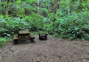Primitive Tent Site #10- Beautiful Forested Property in Forks