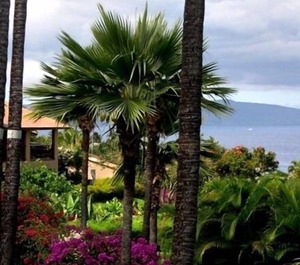 Sugar Beach Resort Kihei 
