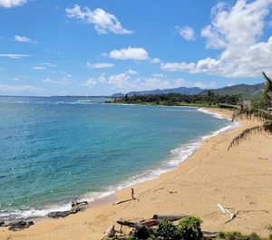 Plant Roh Kapaʻa 