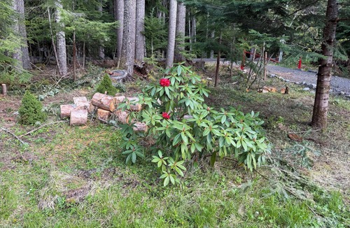 Enumclaw Cabin | Lovely cedar log cabin in Greenwater minutes to Mount Rainier