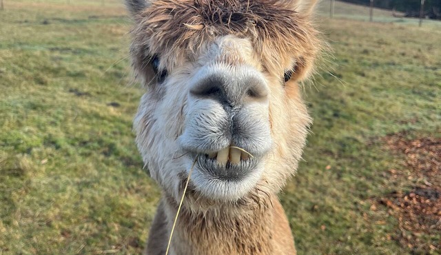 Alpaca Farm Retreat with Hot Tub- Little Creek Cottage in Washougal