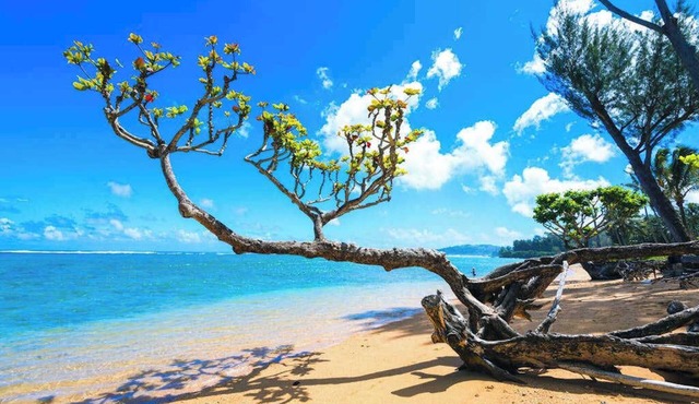 August Sale! Steps from the Ocean in a Roomy Kilauea Getaway TVNC#4255
