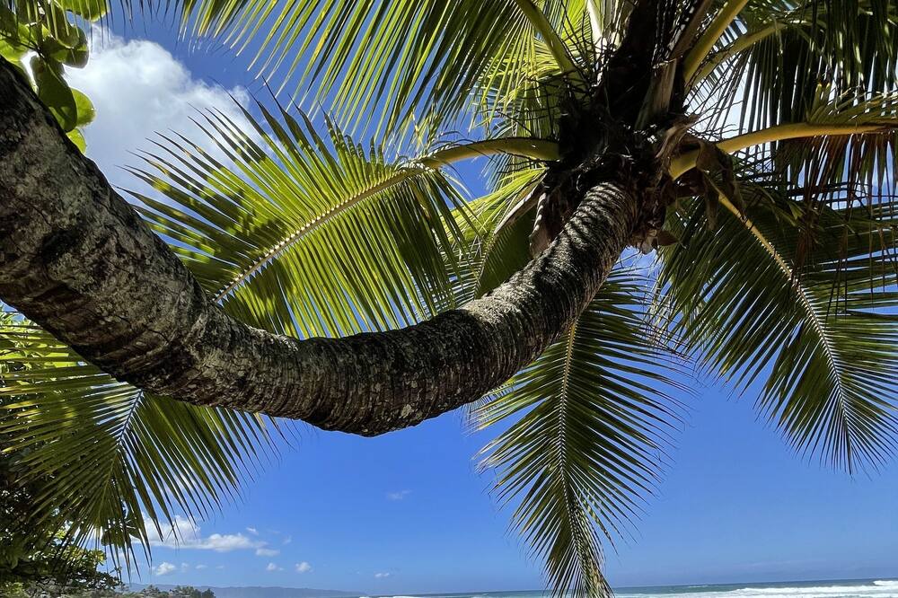 Photo of Others in Haleiwa