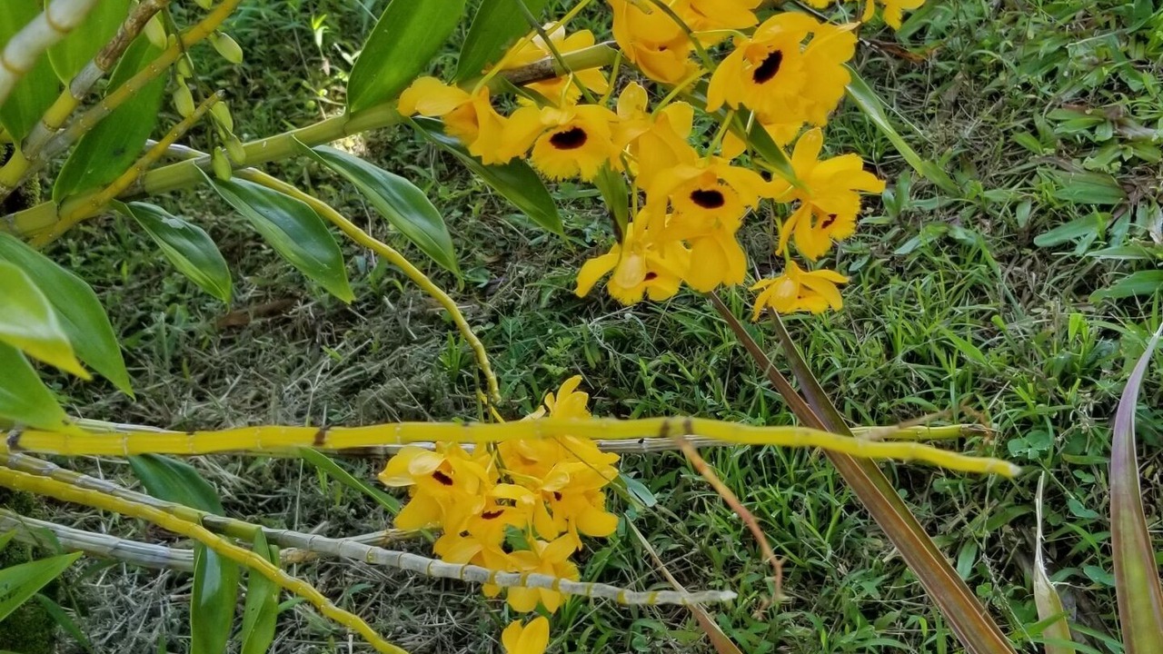 Photo of Outdoor in Hilo