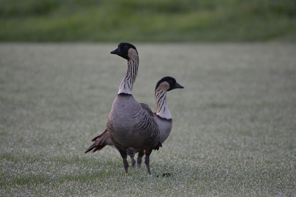 Photo of Others in Wailua