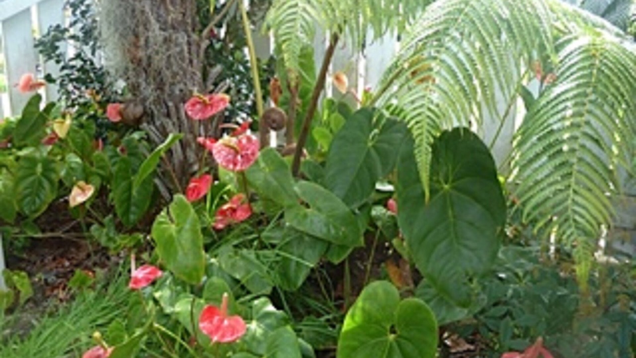 Photo of Outdoor in Waimea