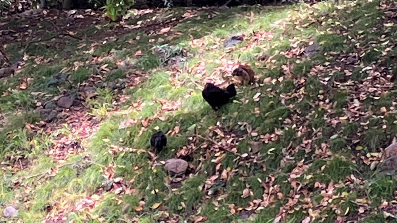 Photo of Others in Makaha Valley