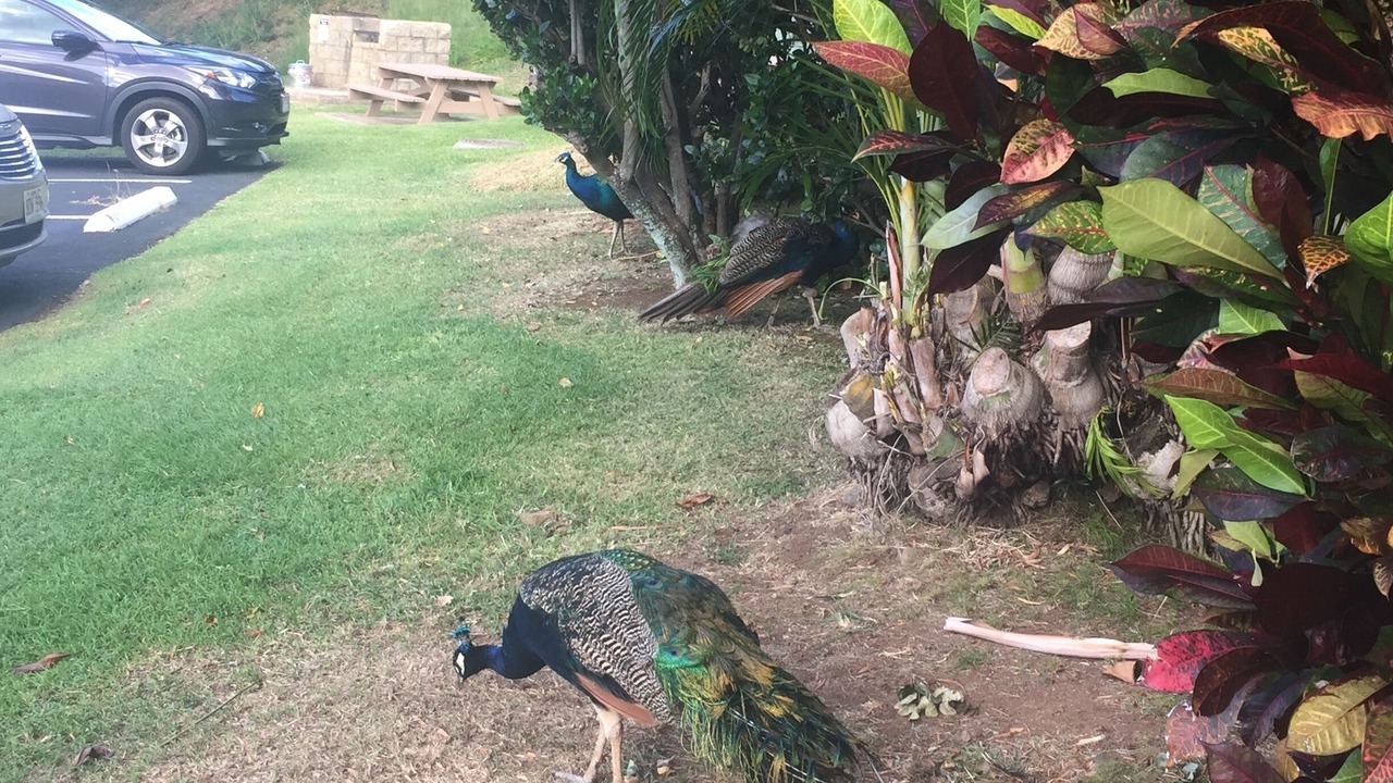 Photo of Outdoor in Makaha Valley