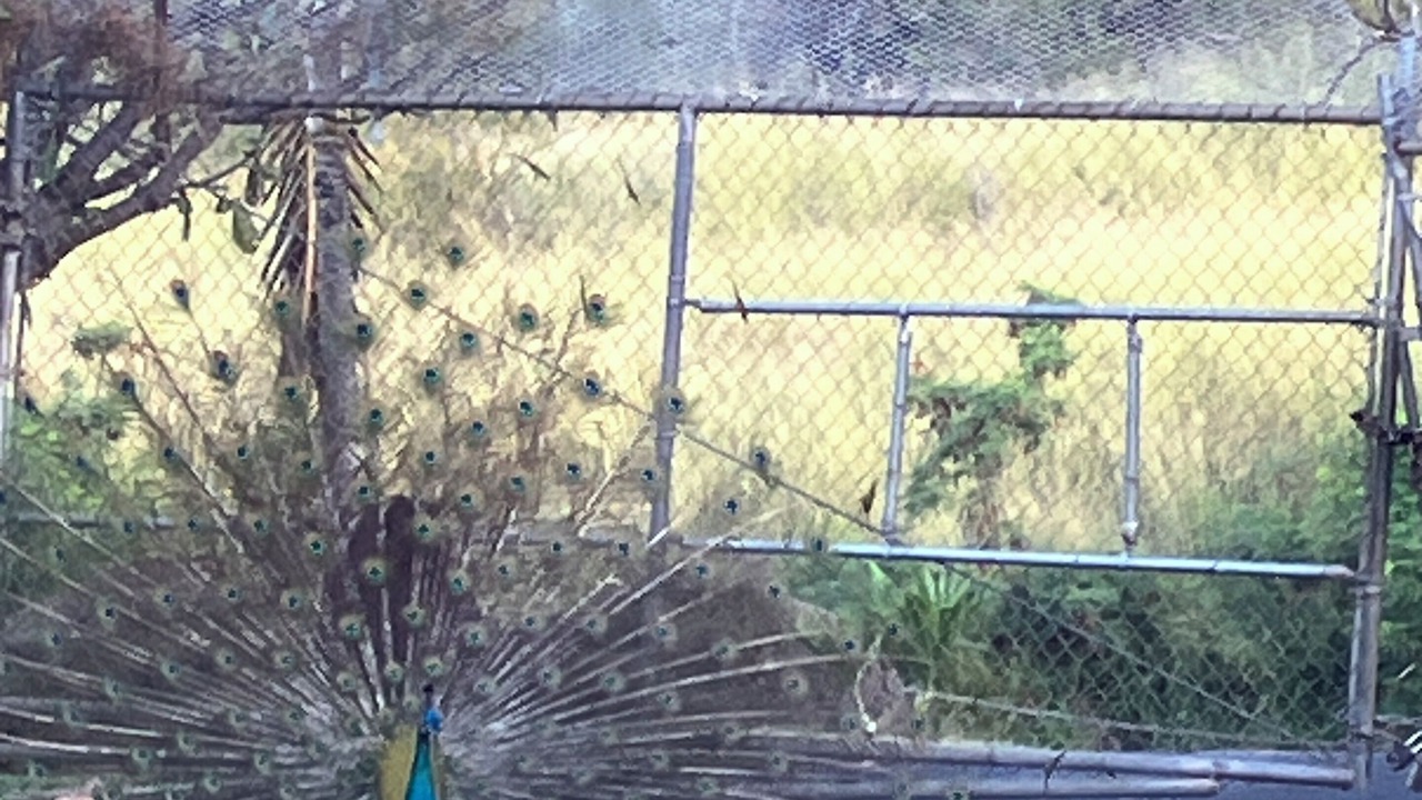 Photo of Others in Makaha Valley