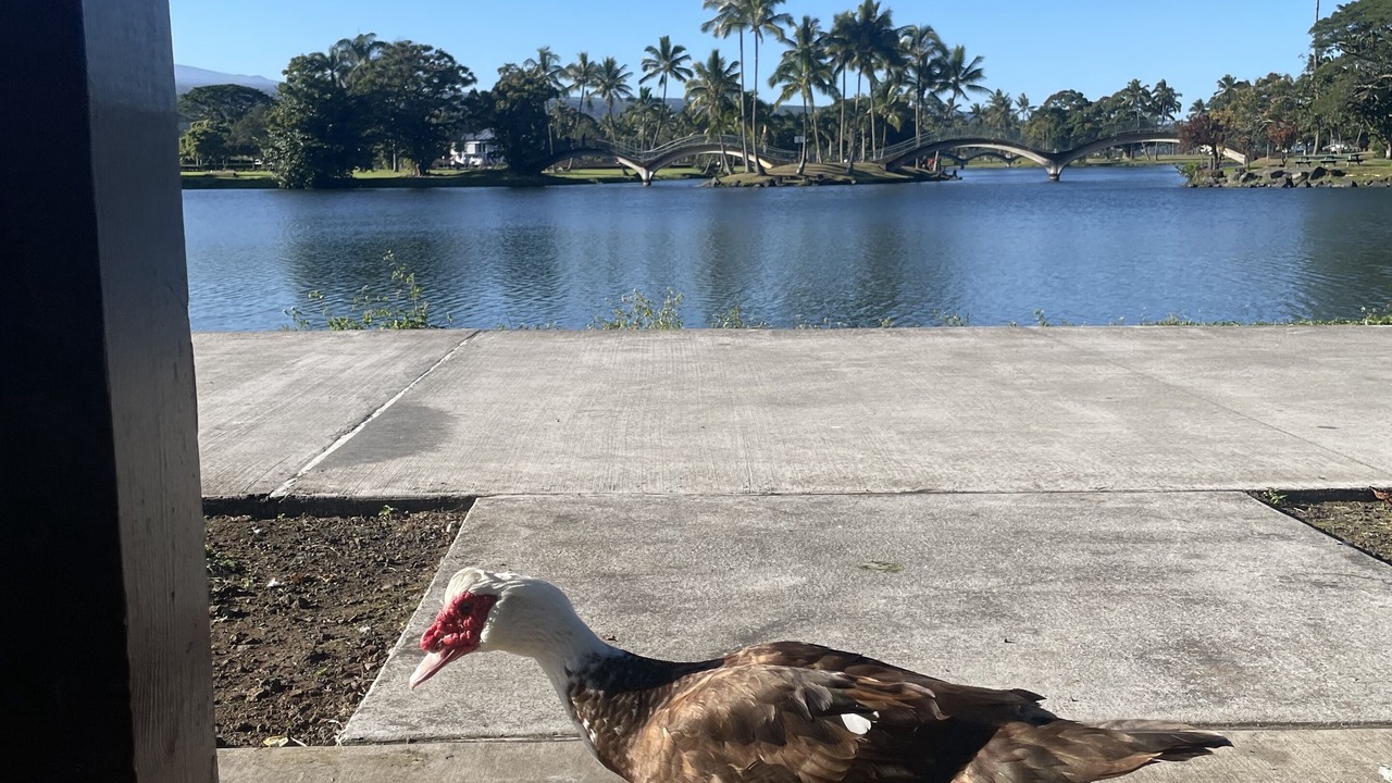 Photo of Outdoor in Keaau