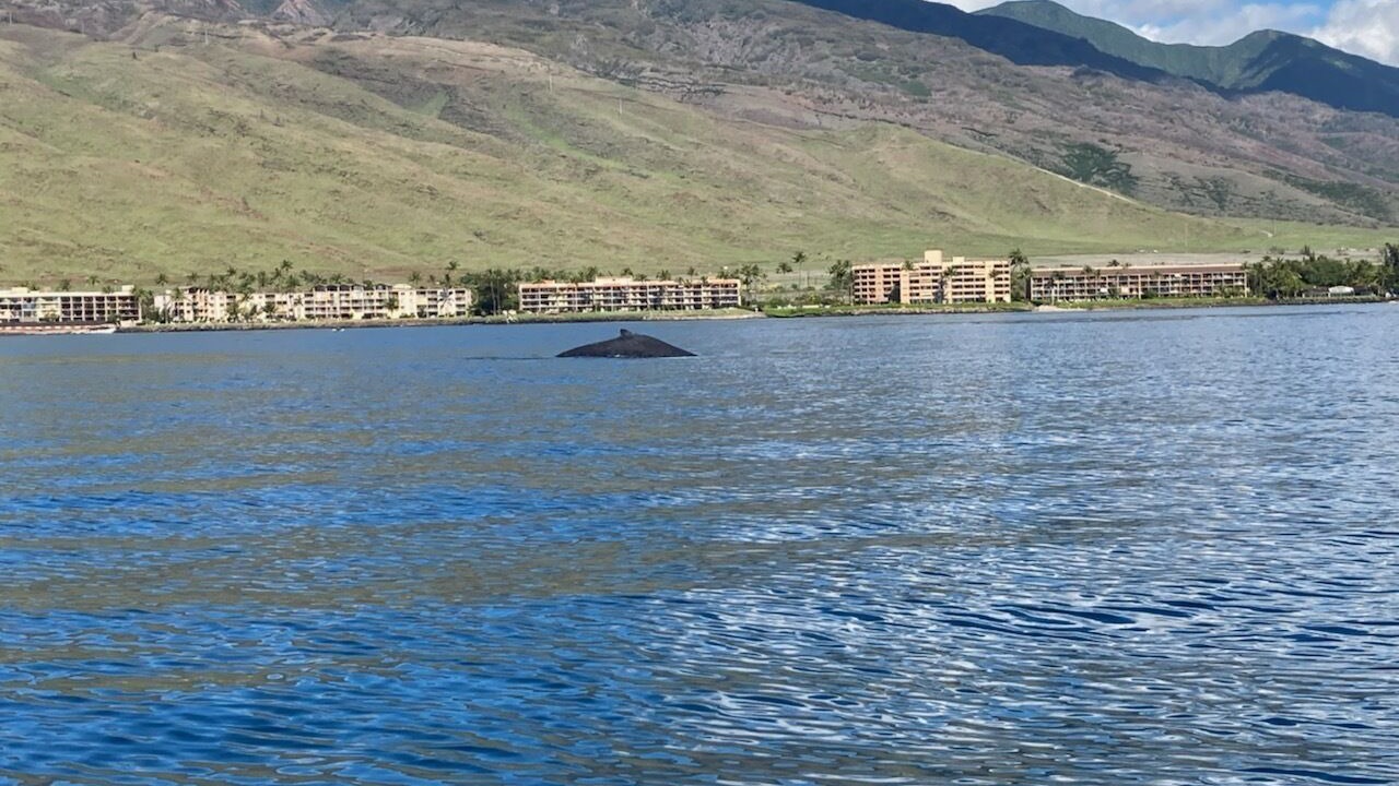 Photo of Others in Maalaea
