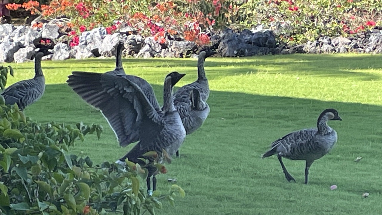 Photo of Others in Waikoloa