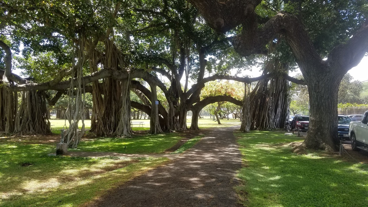 Photo of Others in Diamond Head - Kapahulu - St. Louis