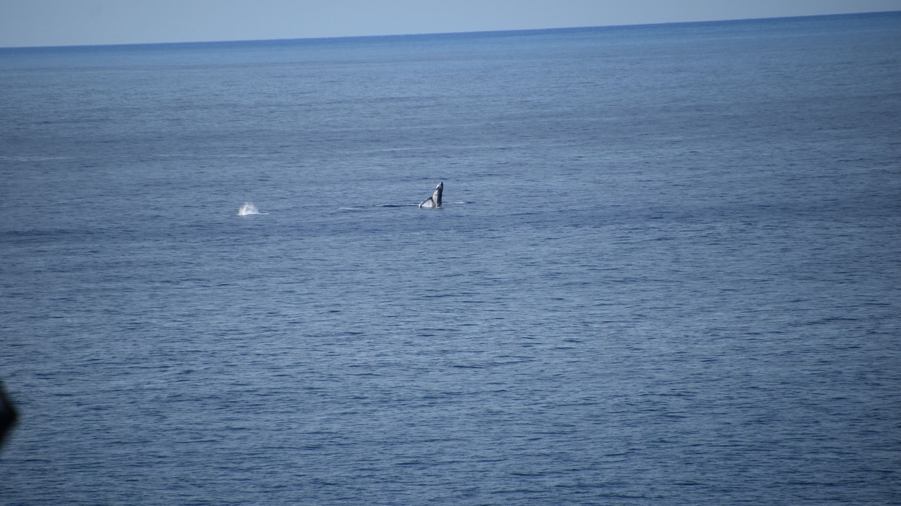 Photo of Others in Princeville