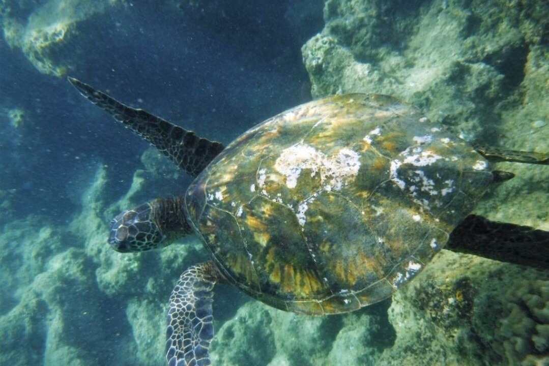 Photo of Others in Princeville