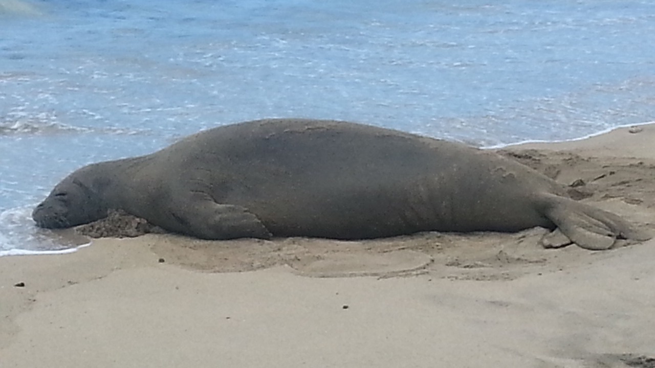 Photo of Others in Kihei