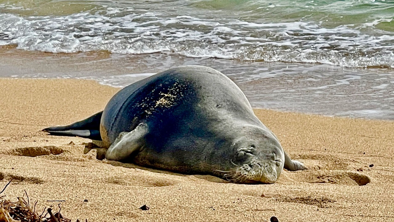 Photo of Others in Hauula