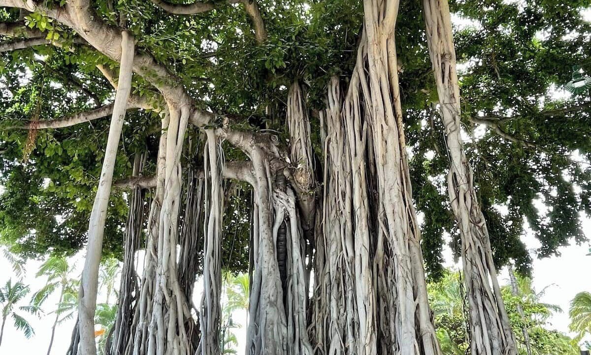 Photo of Others in Waikiki