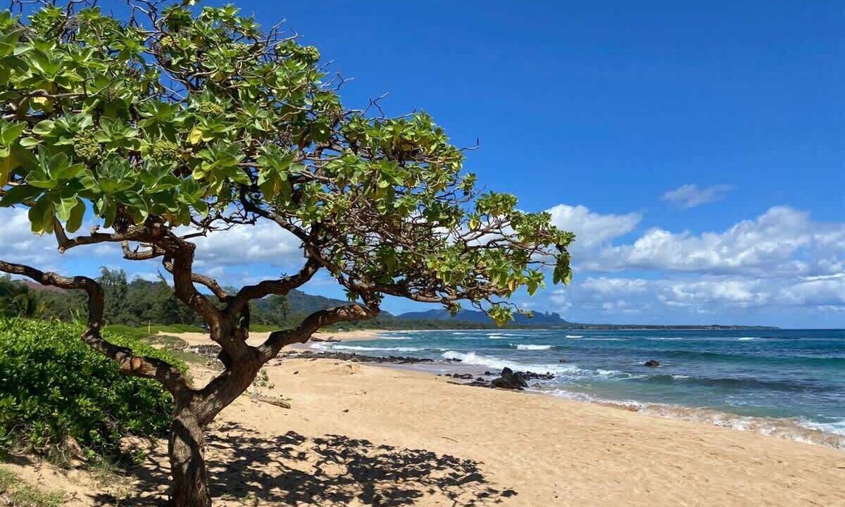 Photo of Others in Wailua