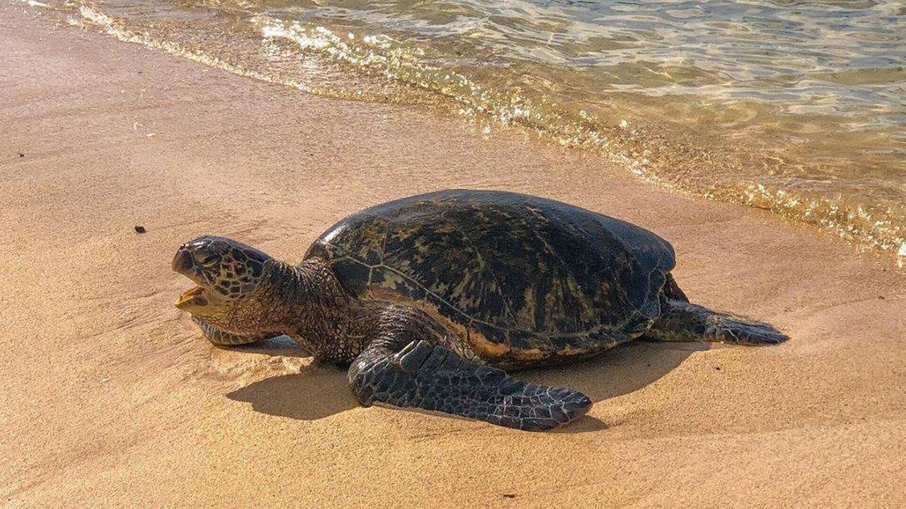 Photo of Others in Poipu