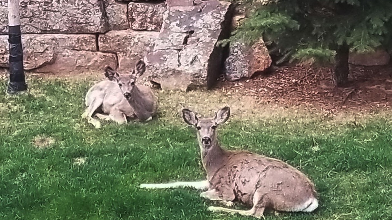Photo of Others in Woodland Park