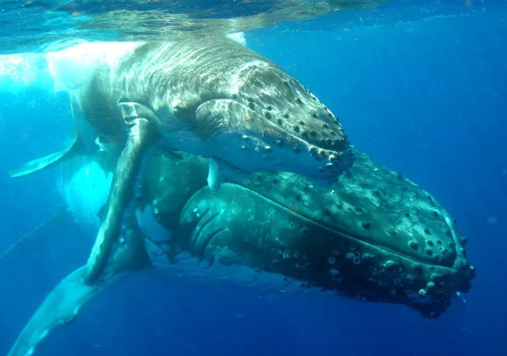 Photo of Others in Lahaina