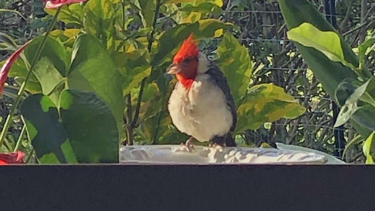 Photo of Others in Princeville