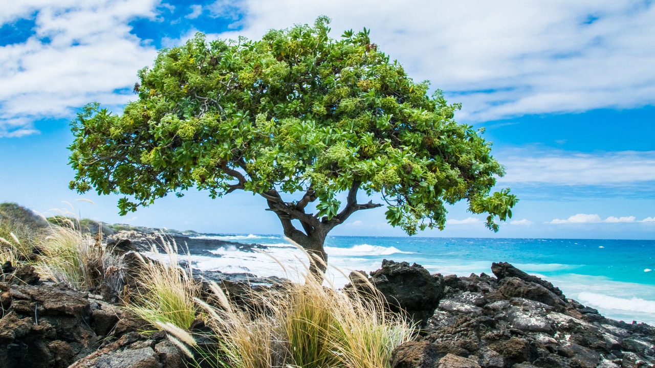 Photo of Others in Kahaluu Bay