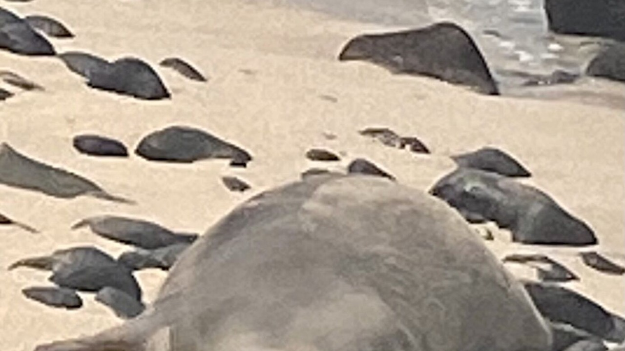 Photo of Others in Historic Kailua Village