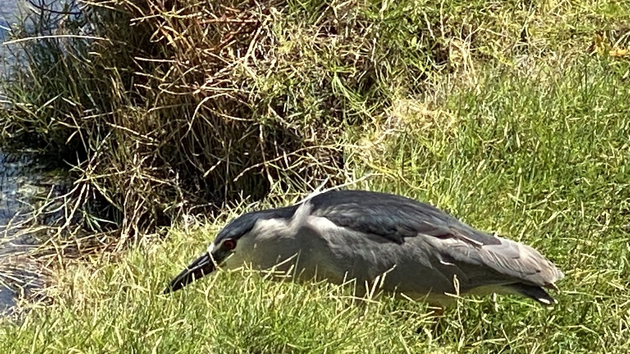 Photo of Others in Waikoloa