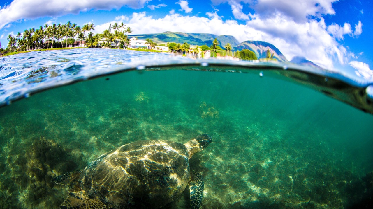 Photo of Others in Wailea