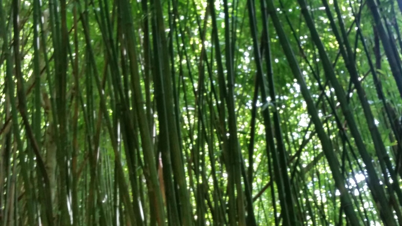 Photo of Others in Kihei