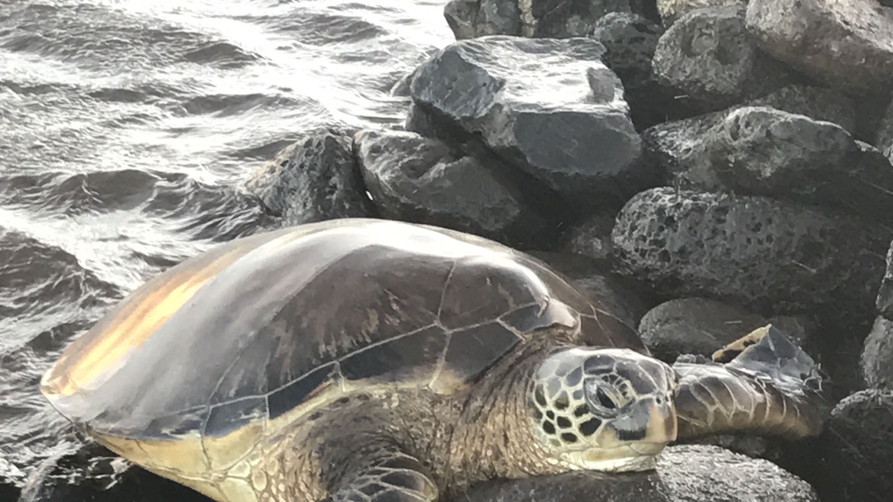 Photo of Others in Kihei