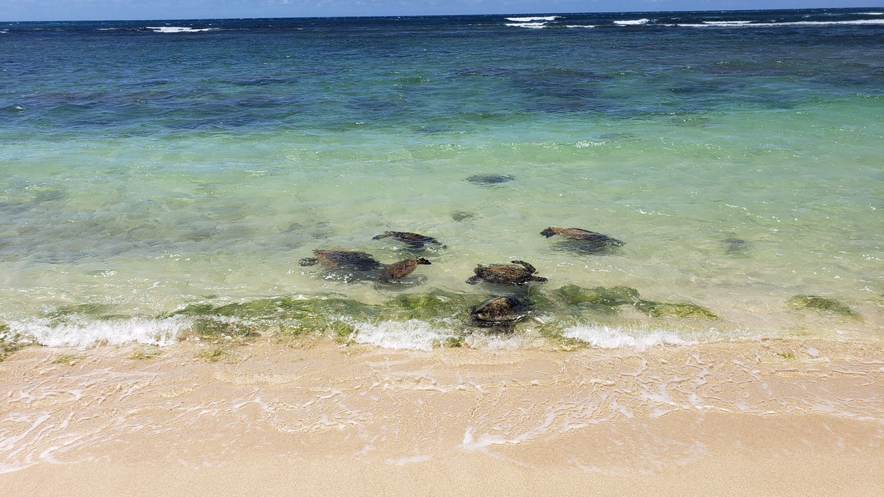 Photo of Others in Mokuleia
