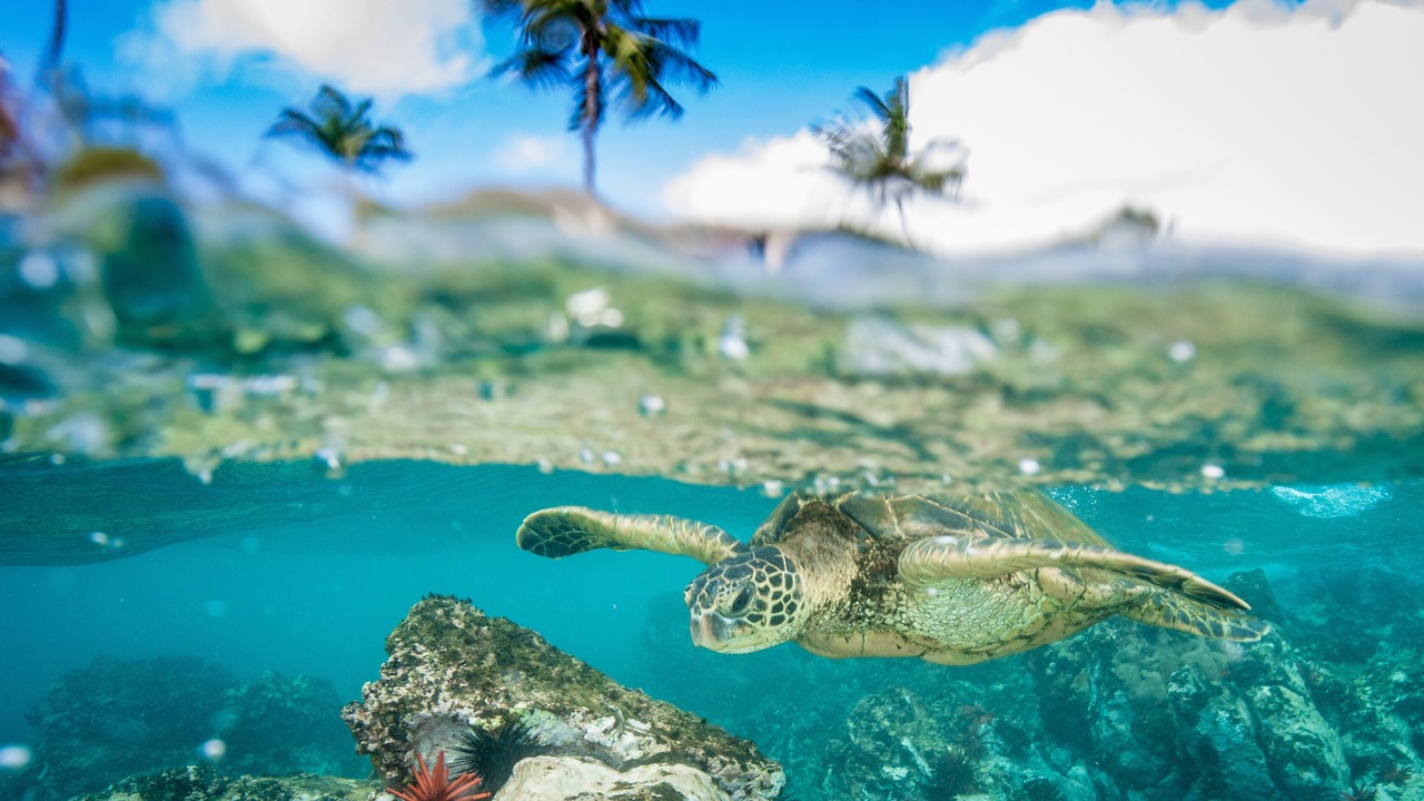 Photo of Others in Wailea