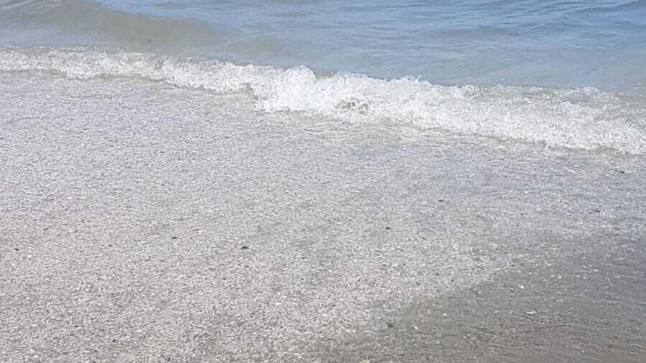 Photo of Others in Kihei