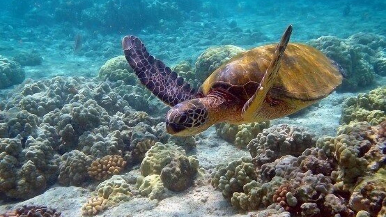 Photo of Others in Kahaluu Bay