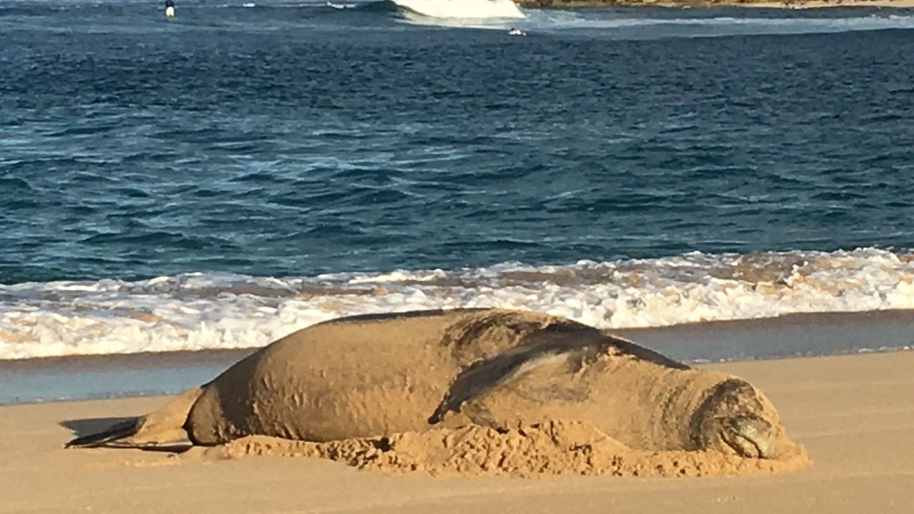 Photo of Others in Makaha