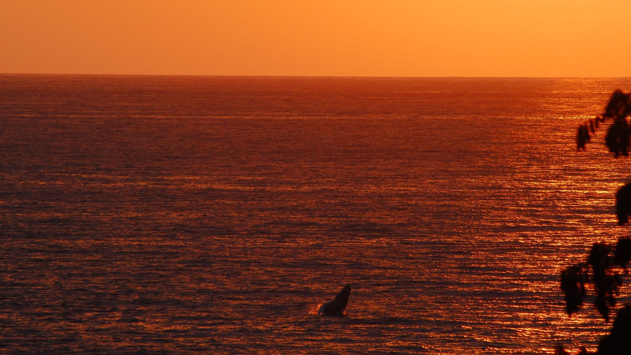 Photo of Others in Kahaluu Bay
