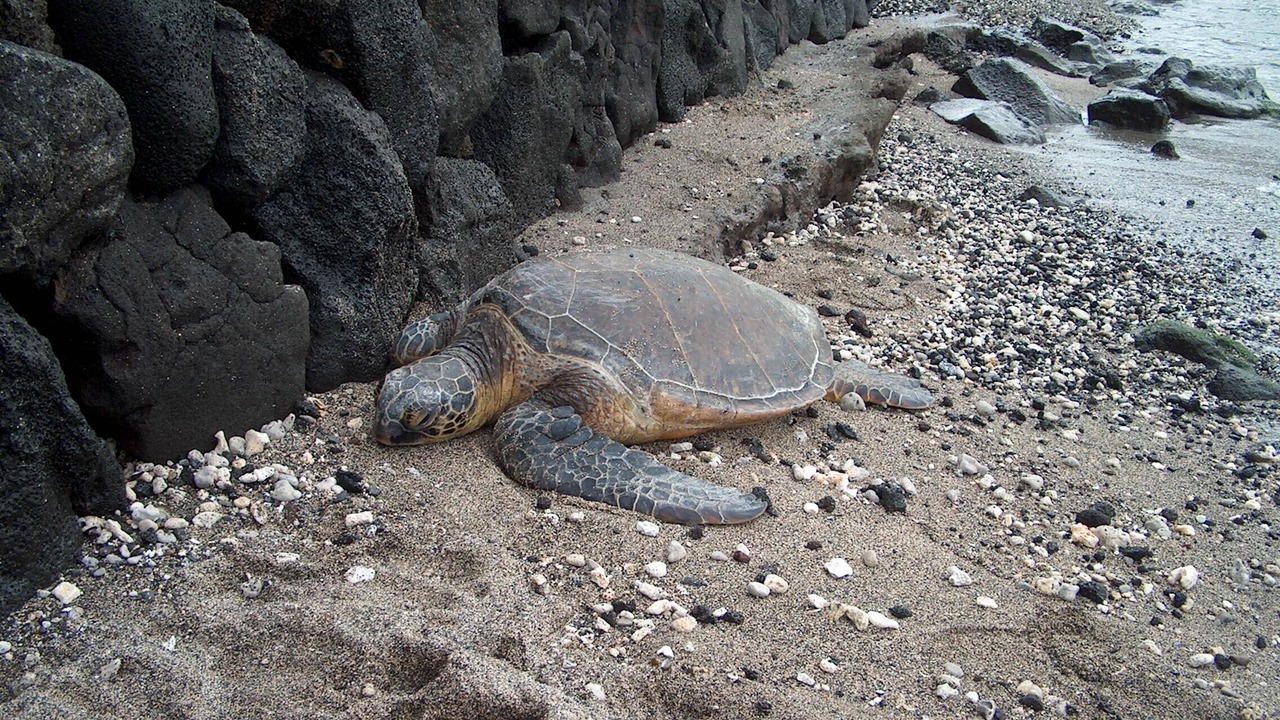 Photo of Others in Kahaluu Bay