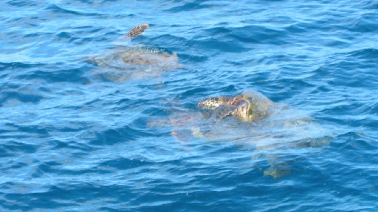 Photo of Others in Makaha