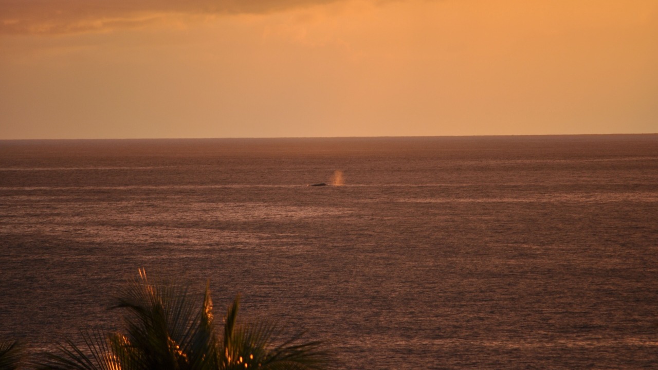 Photo of Others in Ko Olina