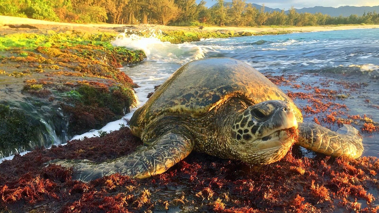Photo of Others in Mokuleia