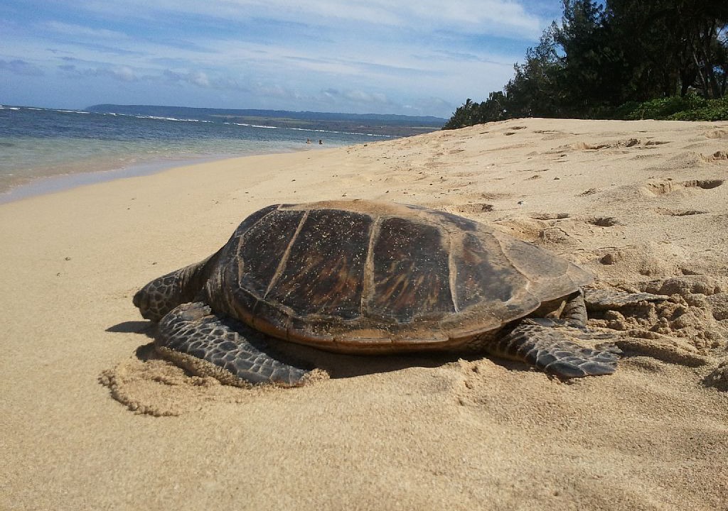 Photo of Others in Mokuleia