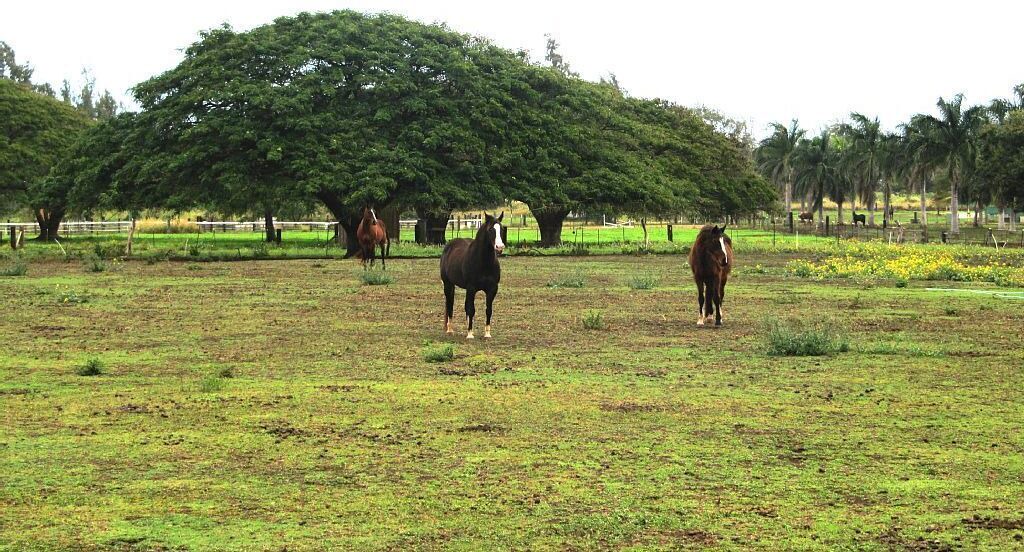 Photo of Others in Mokuleia