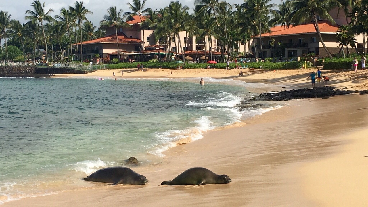 Photo of Others in Poipu