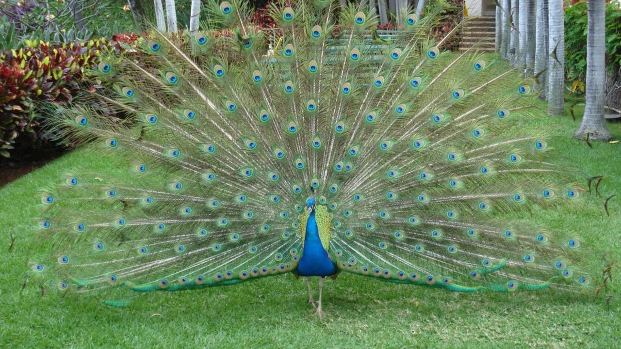 Photo of Outdoor in Makaha