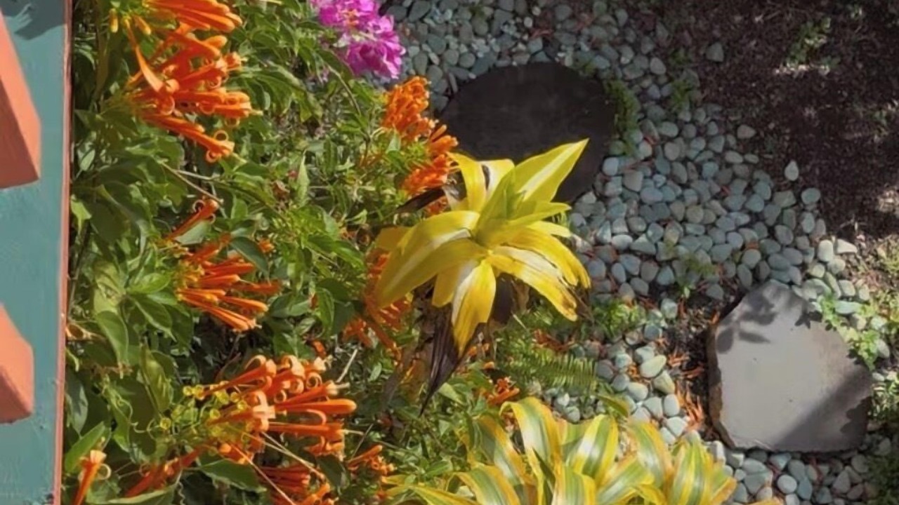 Photo of Outdoor in Naalehu