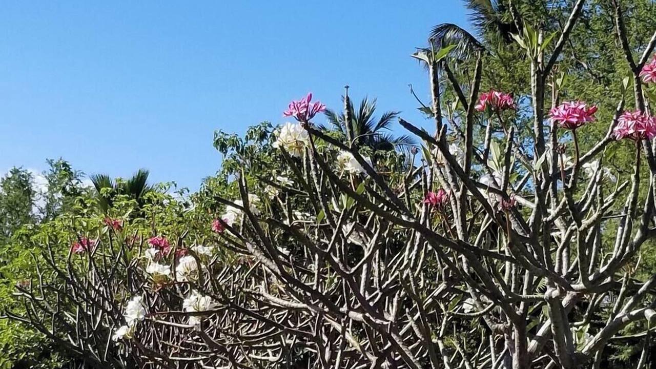 Photo of Outdoor in Kamuela